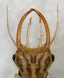 Featured insects