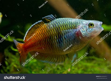 Pictures Of Real Rainbow Fish Pretty Rainbow Fish Captured While