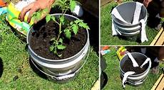 5 Gallon Container Gardening by How To Build A 5 Gallon Self Wicking Tomato Watering 5 Gallon Container Gardening