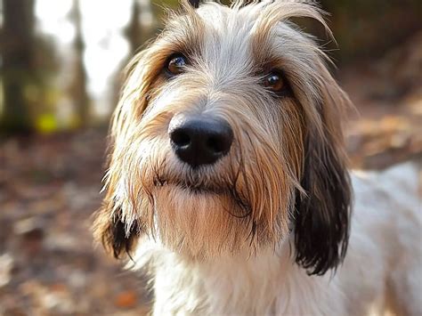 Grand Basset Griffon Vendéen: The Loyal French Hunting Dog
