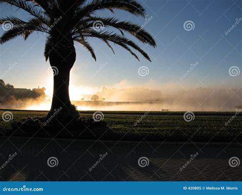 Morning Fog in Florida stock image. Image of full, delicious - 420805