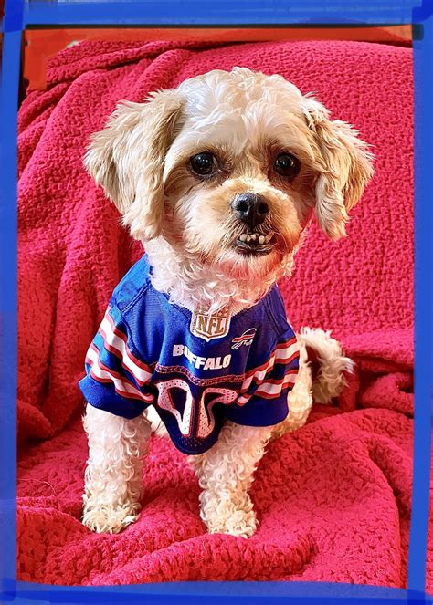 Buffalo Pug & Small Breed Rescue, Inc.