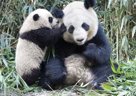 Image result for Panda Example in Python