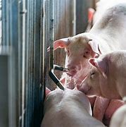 Image result for Pigs