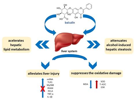 Baicalin—Current Trends in Detection Methods and Health-Promoting ...