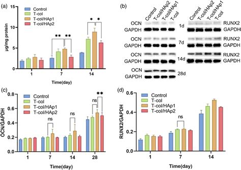 A novel natural-derived tilapia skin collagen mineralized with ...