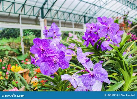 The Purple Color Orchids Beautiful Flowers Inside Garden Botanical it ...