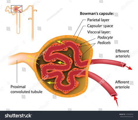 Renal Corpuscle Histology Labeled