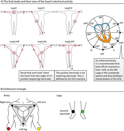 The ECG leads: Electrodes, limb leads, chest (precordial) leads and the ...