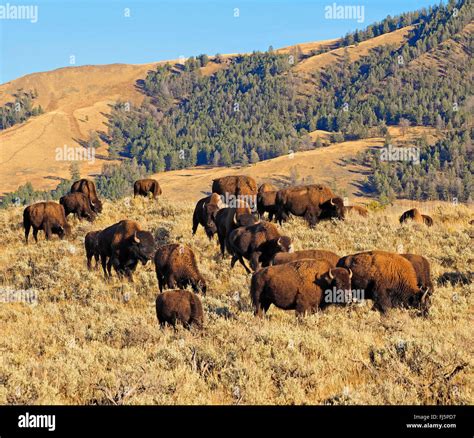 American bison, buffalo (Bison bison), herd of buffalos, USA Stock ...