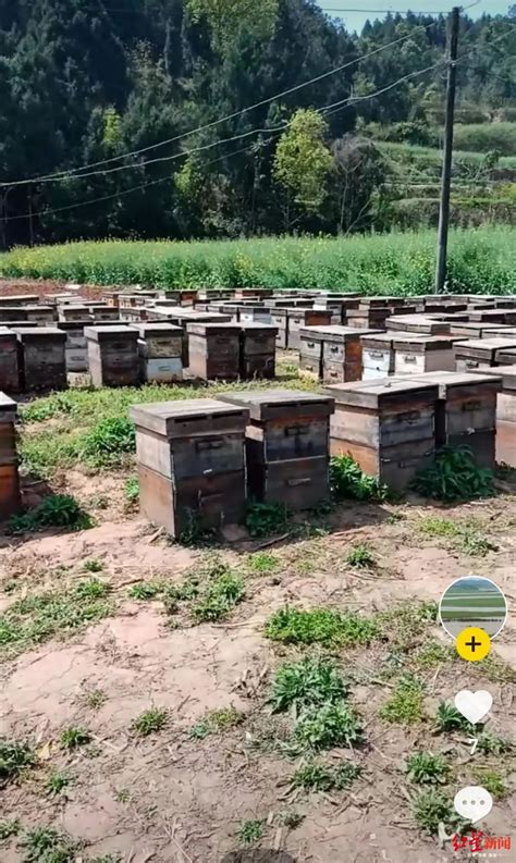 蜜蜂养蜂场和蜜蜂殖民地采用指已提到的人花-包图企业站