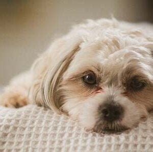 Common Dog Problems 的图像结果