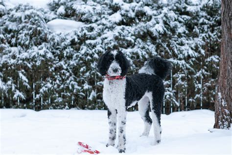 11 Best Sheepadoodle Breeders In Ontario