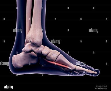 Illustration of the flexor hallucis brevis muscle Stock Photo - Alamy