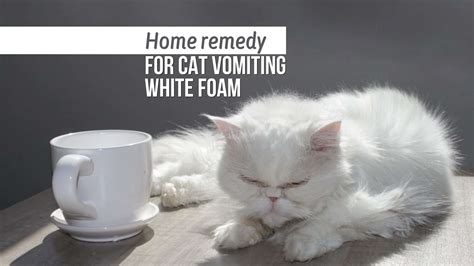 How To Get Rid Of Cat Vomit at Gemma Nock blog