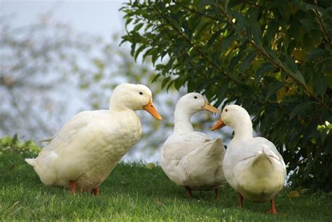 Pekin Duck: Complete Breed Guide - Raising Ducks