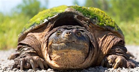 Image result for Eating Snapping Turtles
