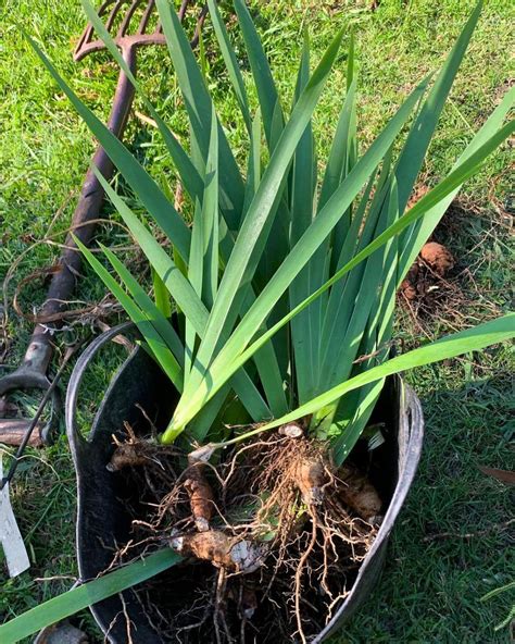 How to Divide and Replant Irises in Your Garden