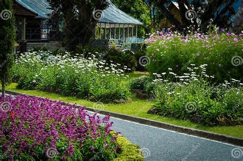 Flower 的图像结果