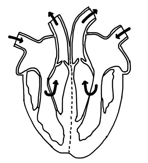 Heart Structure Tutorial 的图像结果