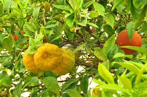 Thanatorn橙色农场位于泰国清迈叶子果园场地生长生产热带晴天环境水果植物高清图片下载-正版图片322073928-摄图网