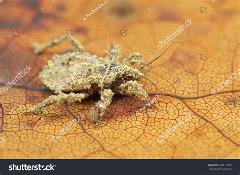 Masked Hunter Bug Reduvius Personatus Stock Photo 564115438 | Shutterstock