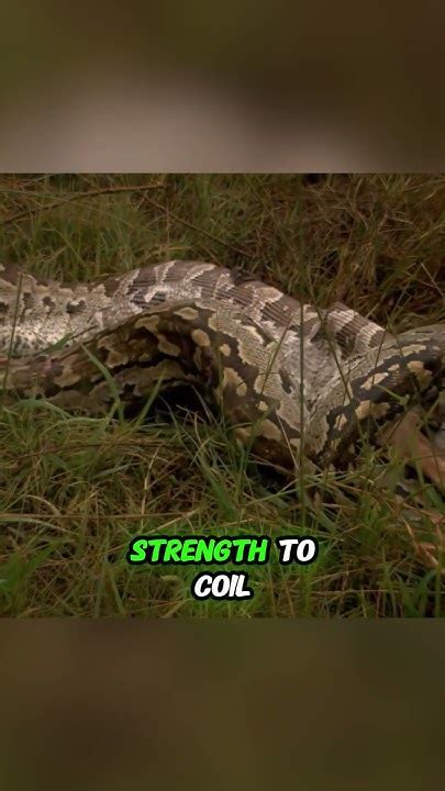 Image result for Python Swallow an Impala Whole