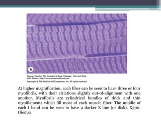 Image result for Muscle Fiber Z-Line