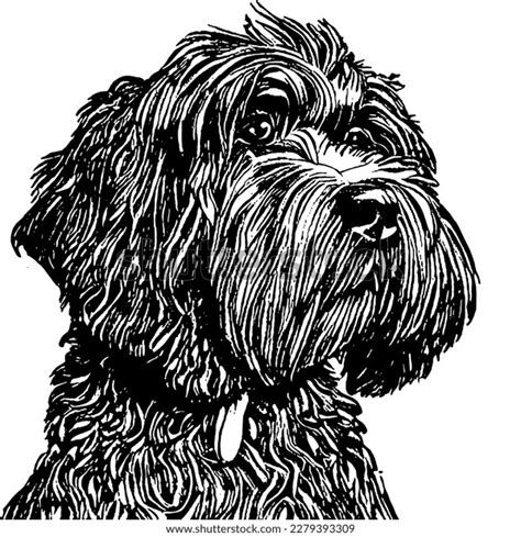 Image result for Cockapoo Drawing Portrait