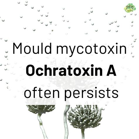 Mould mycotoxin, Ochratoxin A, often persists — Gutsy By Nutrition | Health & Wellness