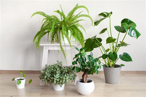 Easy To Grow Houseplants Low Light Low Light Houseplants List: 10 Easy
