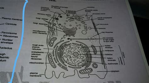 draw the large diagram of an animal cell as seen through a n electron ...