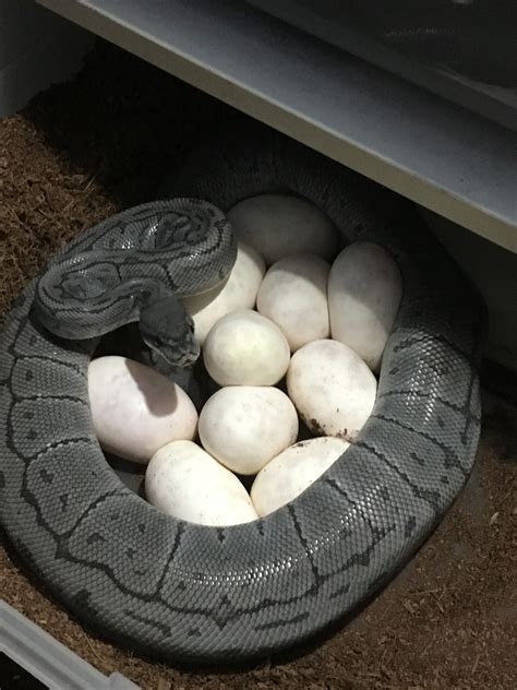 Image result for Blue Ghost Ball Python