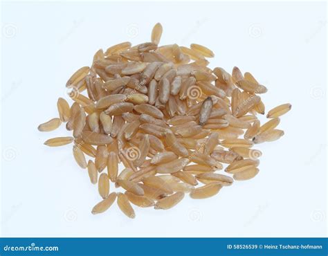 Khorasan wheat, Kamut stock image. Image of wheat, cereals - 58526539