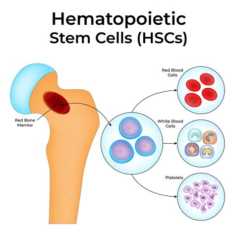 Premium Vector | Hematopoietic Stem Cells HSCs Red Blood Cells White Blood Cells Platelets Marrow