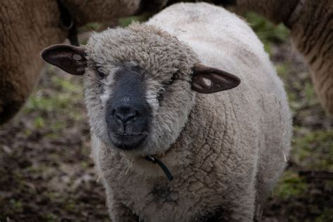 Hampshire Sheep Free Stock Photo - Public Domain Pictures
