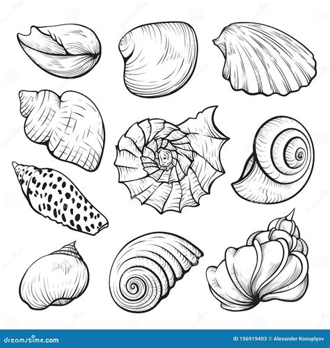Sea Shell Hand Drawn Isolated Illustration Set Stock Vector ...