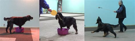 Image result for Target Training for Dogs