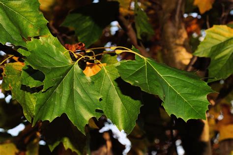 Maple Tree Leaves - Free photo on Pixabay - Pixabay