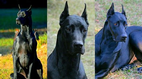 Great Dane Doberman Mix (Doberdane): All You Need To Know
