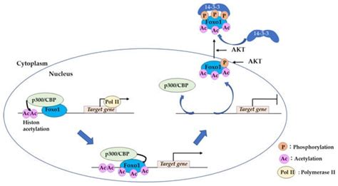 Tissue-Specific Metabolic Regulation of FOXO-Binding Protein: FOXO Does ...