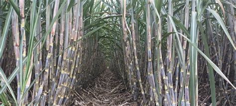 Agriplaza:: Sugarcane