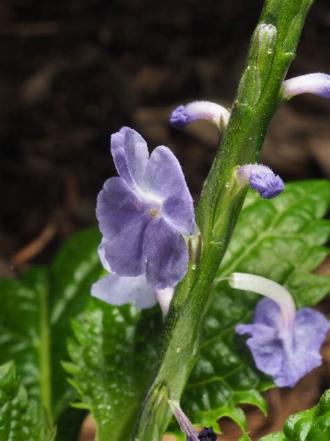 Stachytarpheta indica (L.) Vahl | Plants of the World Online | Kew Science