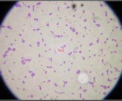 Gram Stain Slides Flashcards | Quizlet