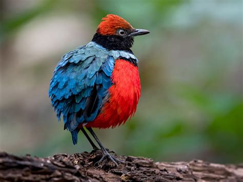 Sula Pitta - eBird