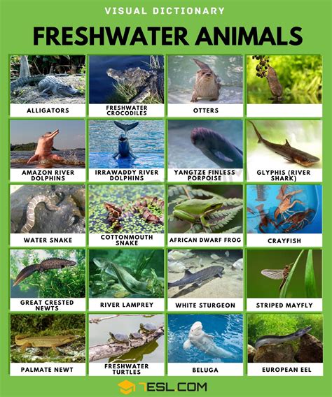 Freshwater Biome Animals And Plants
