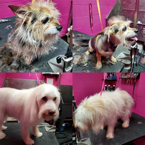 Dog Grooming Services in Chicago, IL | Pet Care Providers in Chicago ...