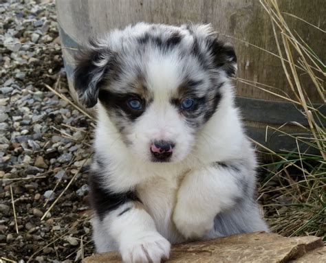 Little Debs Toy/Mini Australian Shepherds