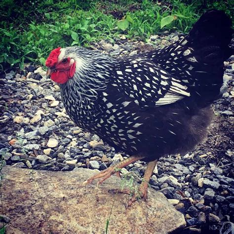 Silver Laced Red Wyandotte