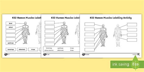 Muscle Diagram Labelling Activity | Resources | Twinkl